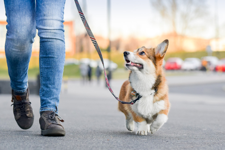 dog-walking-insurance