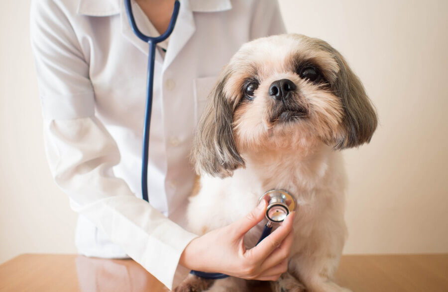 veterinary-insurance